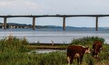 Brug over het Veljefjord in Denemarken.  Zoals de meeste Deense kustwateren is het fjord sterk vervuild met voedingsstoffen uit (kunst)mest.Foto MICHAL FLUDRA/AFP