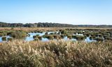 Natuurgebied de Noordpolder  lijdt   onder stikstof. Foto Walter Herfst