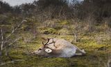 Een afgeschoten hert in de Amsterdamse Waterledingduinen.