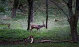 Een damhert in de Amsterdamse Waterleidingduinen. 