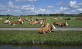 Koeien in een weiland van een biologische boerderij.