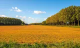 Een grasveld dat is bespoten met  glyfosaat. De Europese Commissie besloot half november dat boeren het nog tien jaar mogen gebruiken. 