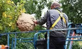 Bestrijding van de Aziatische hoornaar in Vlaardingen. Nadat er gif in het nest gespoten is, wordt het later met behulp van een hoogwerker verwijderd.