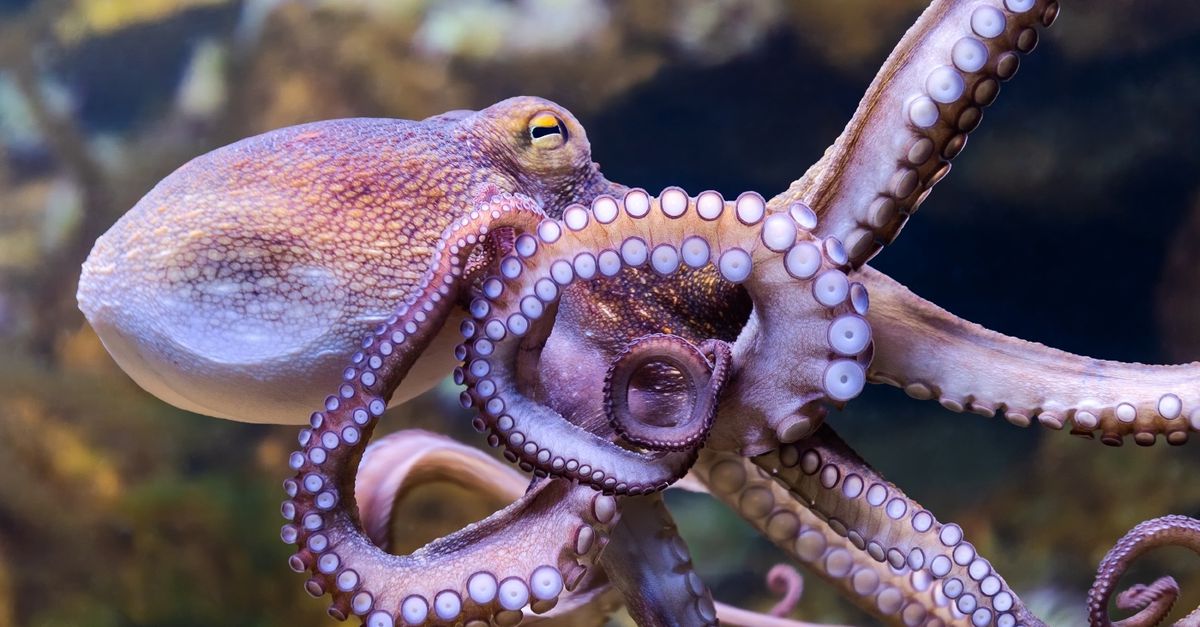 De octopus is intelligent, nieuwsgierig en gevoelig. Toch eten we ‘m graag