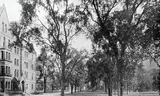 De Harvard Yard, het oudste deel van de campus van de universiteit, op een foto uit 1913. Foto Getty Images