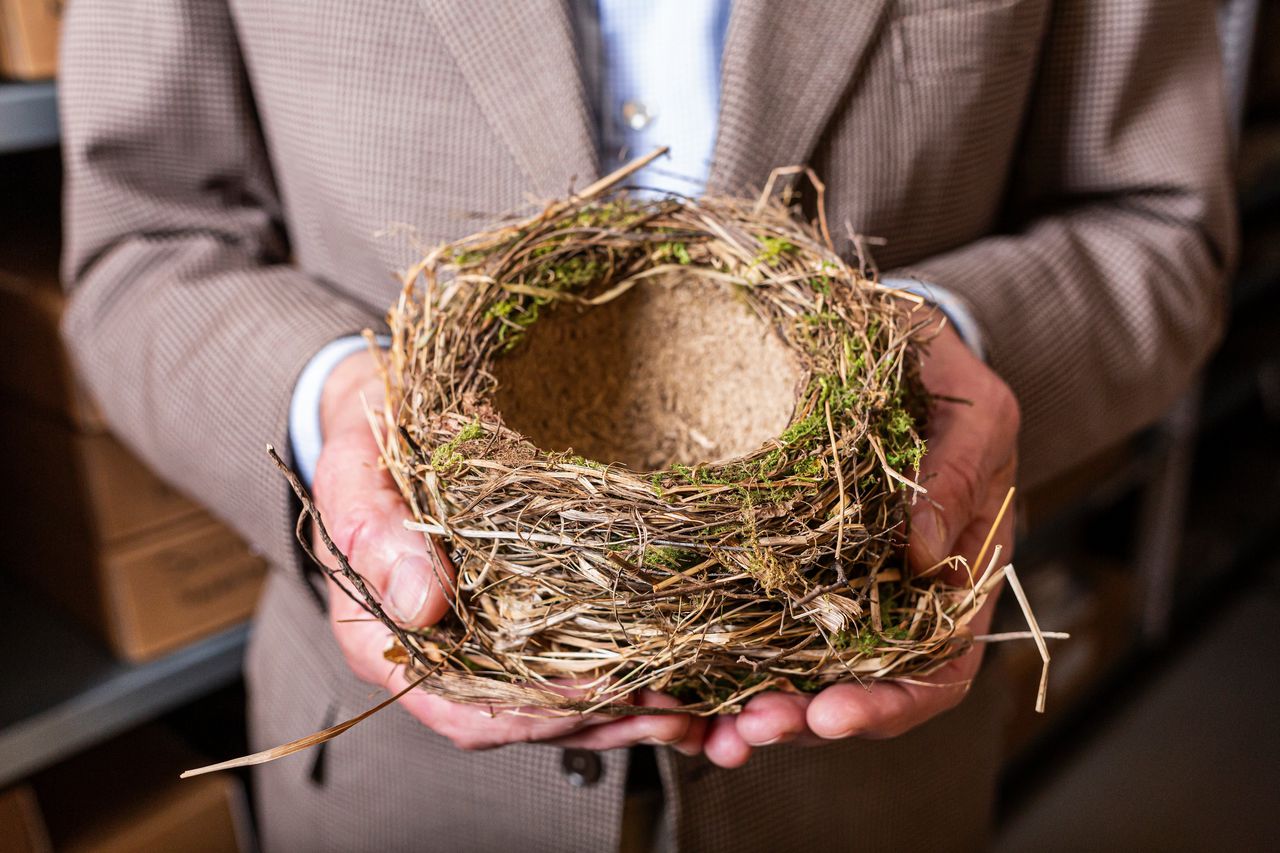 Ook een alledaagse vogel als de zanglijster heeft iets te vertellen: dat het slecht gaat met de natuur
