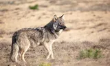 Een wolf op de Veluwe. Foto Bob Hogenkamp / Getty  