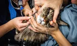 Een kat wordt behandeld in een dierenkliniek. Dierenartsen van praktijken die in handen zijn van Evidensia worden gestimuleerd om door te verwijzen naar dure ‘dierenziekenhuizen’.  