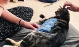 Gekoelde kat