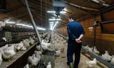 Pluimveehouder Frank Rooijakkers in zijn bedrijf. 
