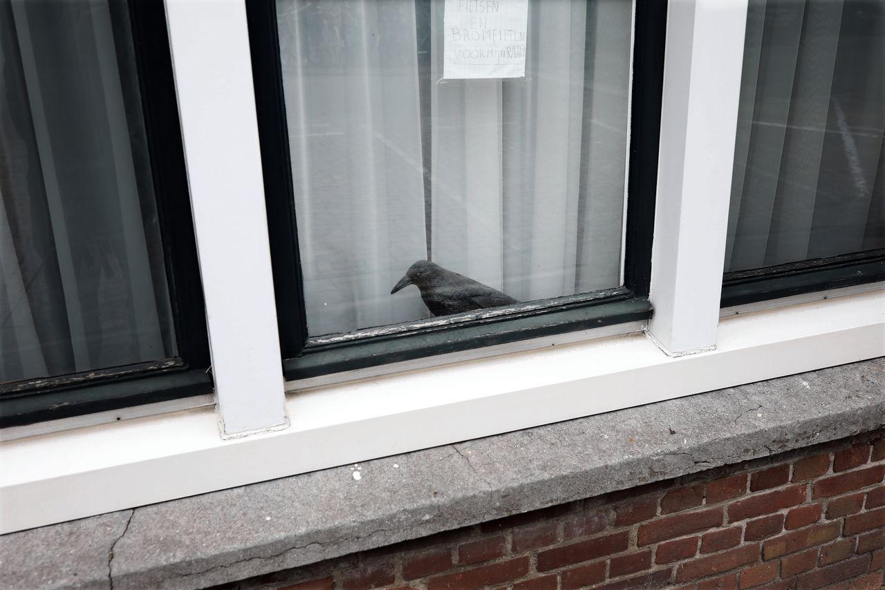 Die ene kraai, op elk balkon