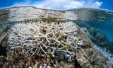 Koraalriffen, zoals hier bij Mayotte in de Indische Oceaan, hebben zwaar te lijden onder klimaatverandering. 