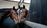 De bovenschotten van de boxen bij Manege Prinsenstad worden verlaagd, zodat paarden hun hoofd in de box van een ander paard kunnen steken. 