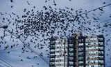 Duizenden zwaluwen vliegen laat in de middag in het centrum van Campo Mourão, in de Braziliaanse deelstaat Paraná. Vogels migreren naar warmere streken op zoek naar voedsel. Foto DirceuxPortugal