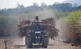Een boer op een tractor oogst suikerriet in Chiredzi in Zimbabwe. Witte boeren die twintig jaar geleden werden verjaagd, ontvangen nu compensatie. 