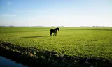 Een paard dat alleen in de wei of op stal staat ervaart ernstige stress, blijkt uit tal van onderzoeken.