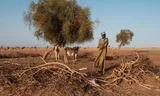 Herder Amadou Ba staat bij de ingang van een omheining van gedroogde takken en kijkt toe hoe jonge kalveren in de vroege ochtend hun moeders ontmoeten om te zogen op een boerderij in het dorp Gallodjina, nabij Richard Toll. 