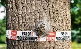 Eikenprocessierupsen op een afzetlint, de haartjes   kunnen zorgen voor huidirritatie. Foto Laurens van Putten / HH