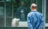 Diergedragsexpert Maarten Reesink oog in oog met een ijsbeer in Ouwehands Dierenpark.