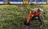 Peter Klaver van ProRail zoekt naar schade veroorzaakt door dassen langs het spoor bij de Maasdijk in Ravenstein.  