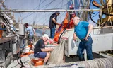 Garnalenvissers aan het werk in de haven van Den Oever. Foto Simon Lenskens 