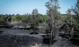 Een deel van natuurgebied de Meinweg in Limburg na de grote brand in april 2020, toen tweehonderd hectare in vlammen opging.