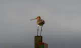 Een grutto (Limosa limosa) in natuurgebied de Surhuizumer Mieden. 