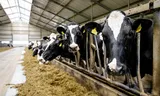 Provincies en boerenorganisaties komen met eigen stikstofplan